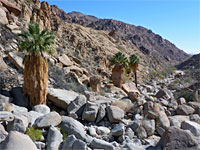 Boulders and palms
