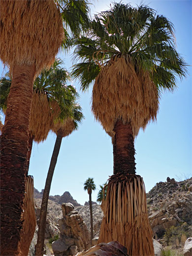 Palm trees in Munsen Canyon