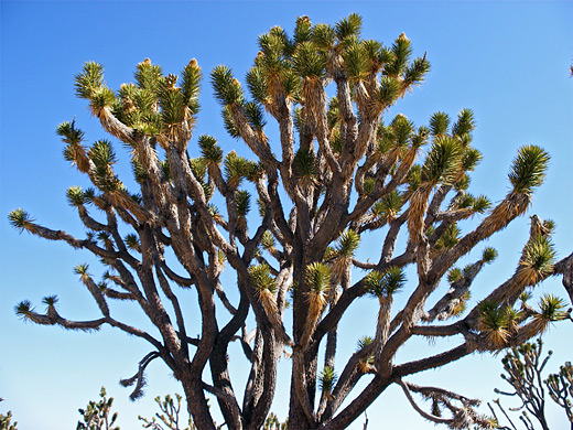 Mature specimen of yucca brevifolia