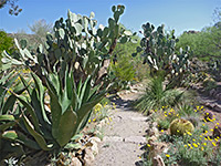 Opuntia and agave