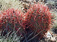 Bright red spines