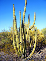 Small cluster of organ pipe cactus