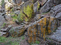 Yellow and orange lichen