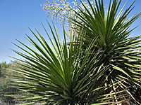 Yucca grandiflora