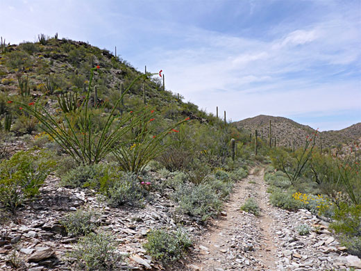 Baker Mine Trail, Organ Pipe Cactus National Monument