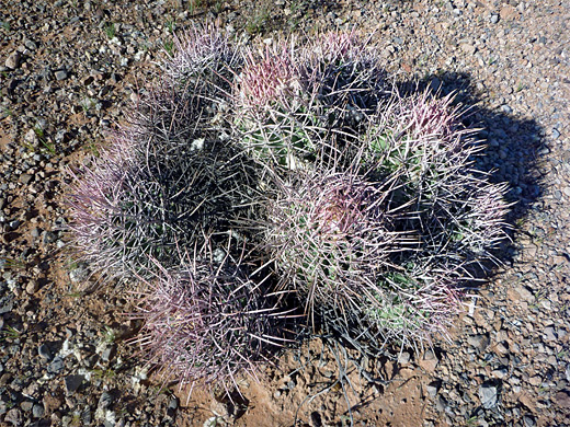Many headed barrel cactus, echinocactus polycephalus