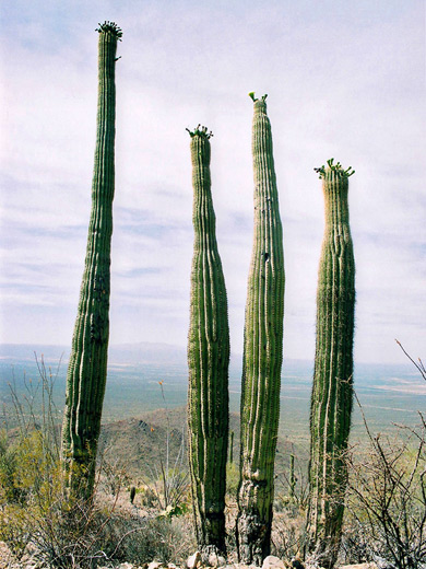 Four unbranched saguaro