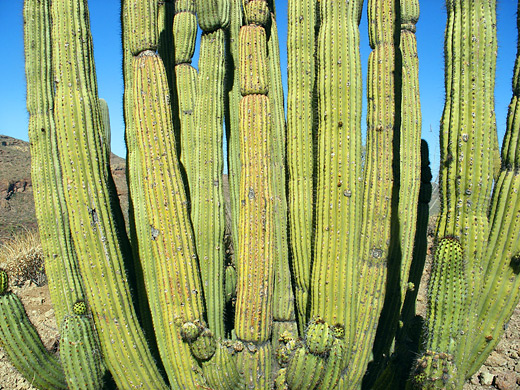 Organ pipe cactus, stenocereus thurberi