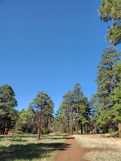 Pines and blue sky