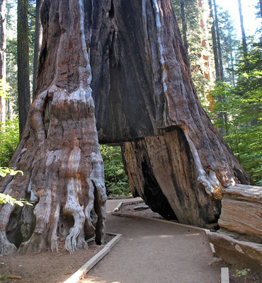 Pioneer Cabin Tree Trail, Calaveras Big Trees State Park, California
