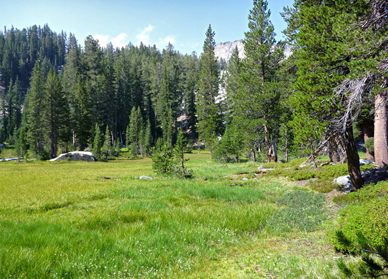 Ten Lakes Trail along a meadow