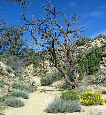 Panorama Trail, Joshua Tree National Park, California