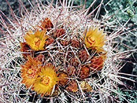 California barrel cactus, flowers and buds