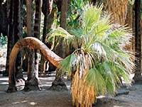 Curly palm