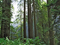 California Big Trees Itinerary