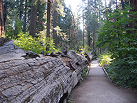 North Grove Trail