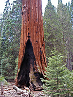 Burnt sequoia tree