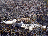 Harbor seals on kelp