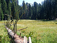 Huckleberry Meadow, Sequoia National Park