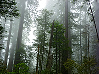 Lady Bird Johnson Grove, Redwood National Park