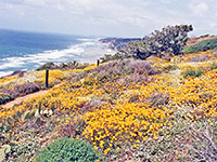 California poppies, Torrey Pines State Reserve