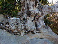 Tree on granite