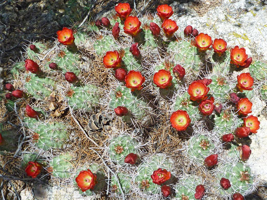 Mojave kingcup cactus, Joshua Tree National Park