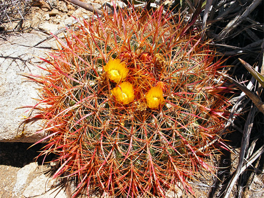 California barrel cactus, ferocactus cylindraceus