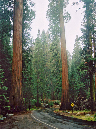 Road through the sequoias