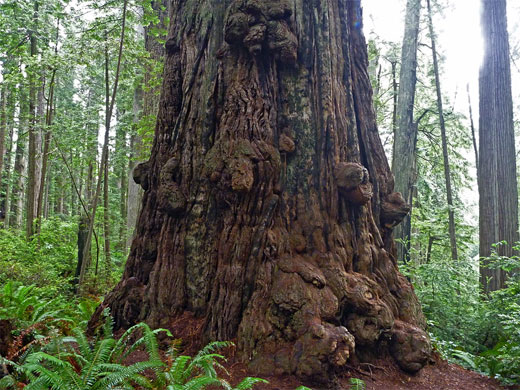 Burly redwood