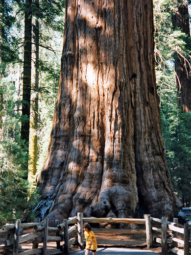 The General Sherman Tree, Giant Forest