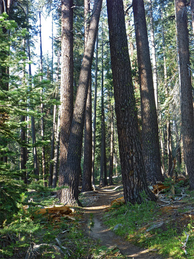 Tall trees at the start of the Ten Lakes Trail