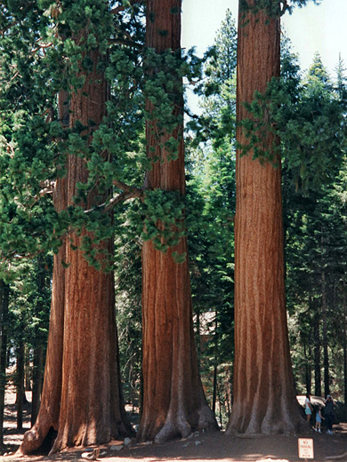 Three giant sequoia