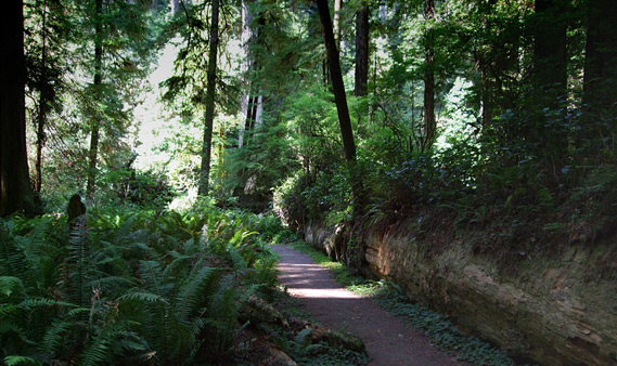 Prairie Creek Redwoods State Park, Northwest California