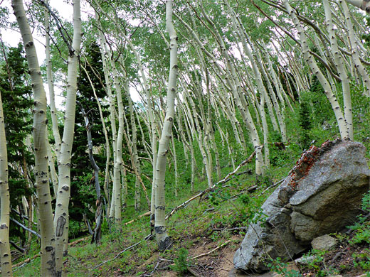 Young aspen trees with bent trunks