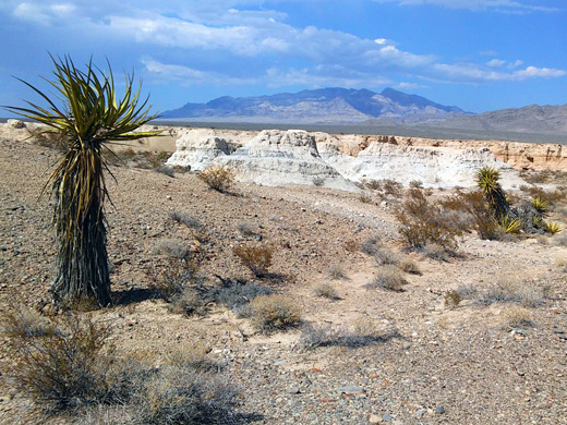 Mojave yucca, Tule Springs Fossil Beds