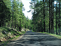 Gila National Forest