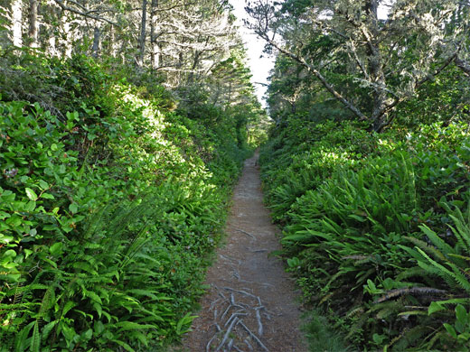 Trail to Blacklock Point, Oregon