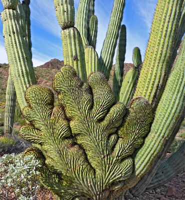 Stenocereus thurberi - organ pipe cactus