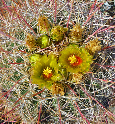 Ferocactus cylindraceus - barrel cactus