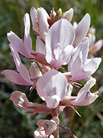Astragalus flavus