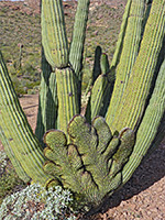 Partly cristate organ pipe