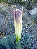 Bud - side view, Side view of an opening flower of datura wrightii; in Culp Valley, Anza Borrego Desert State Park, California