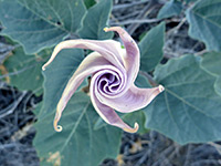 Opening bud, Bud of datura wrightii, starting to open; in Culp Valley, Anza Borrego Desert State Park, California