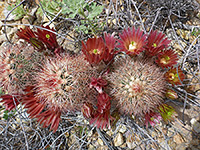 Red flowers of brown flowered cactus