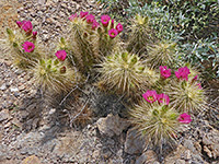 Nichol's hedgehog cactus