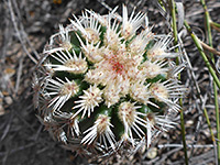 Spiny clusters