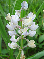 Pale cream flowers