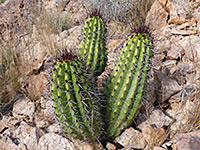 Young organ pipe cactus