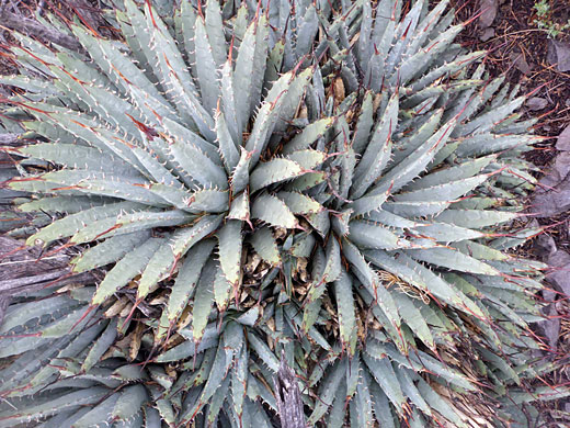 Cluster of the Utah agave